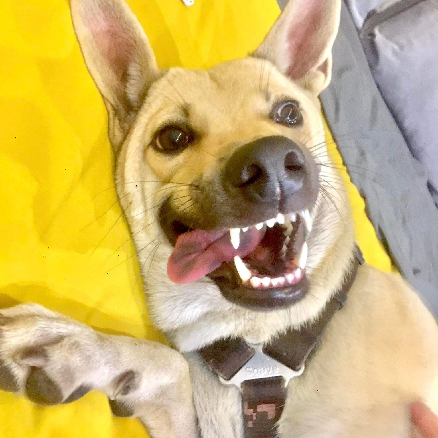 Huệ Linh (English only)