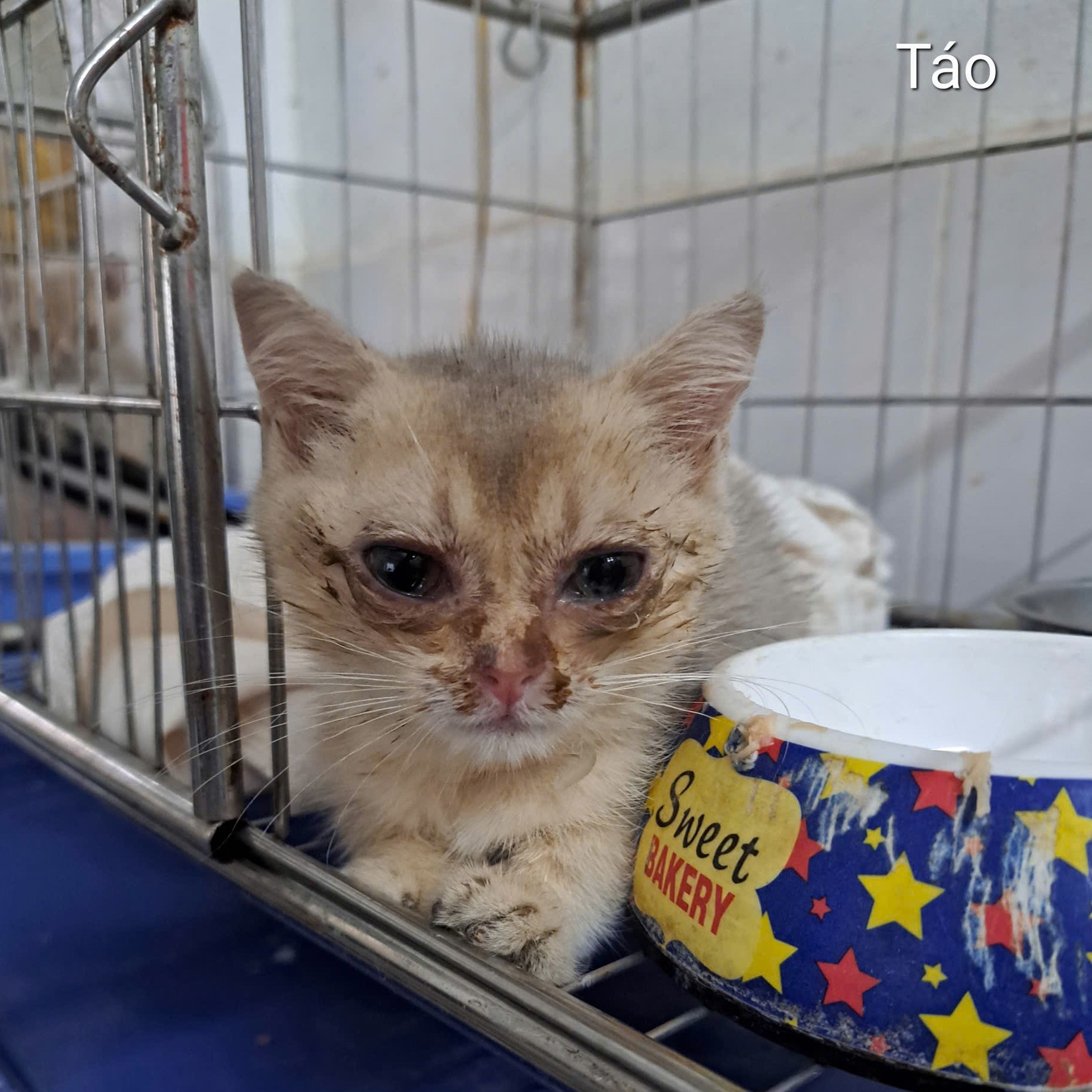 Táo