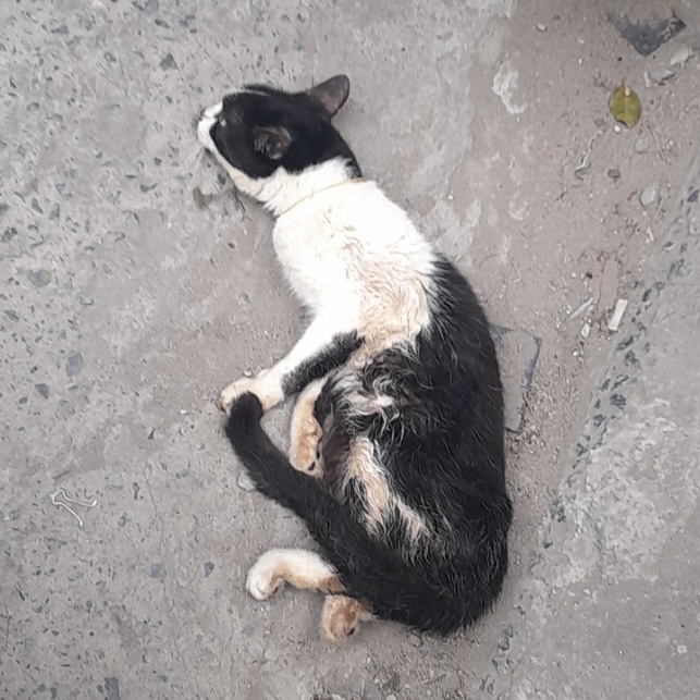 Oreo