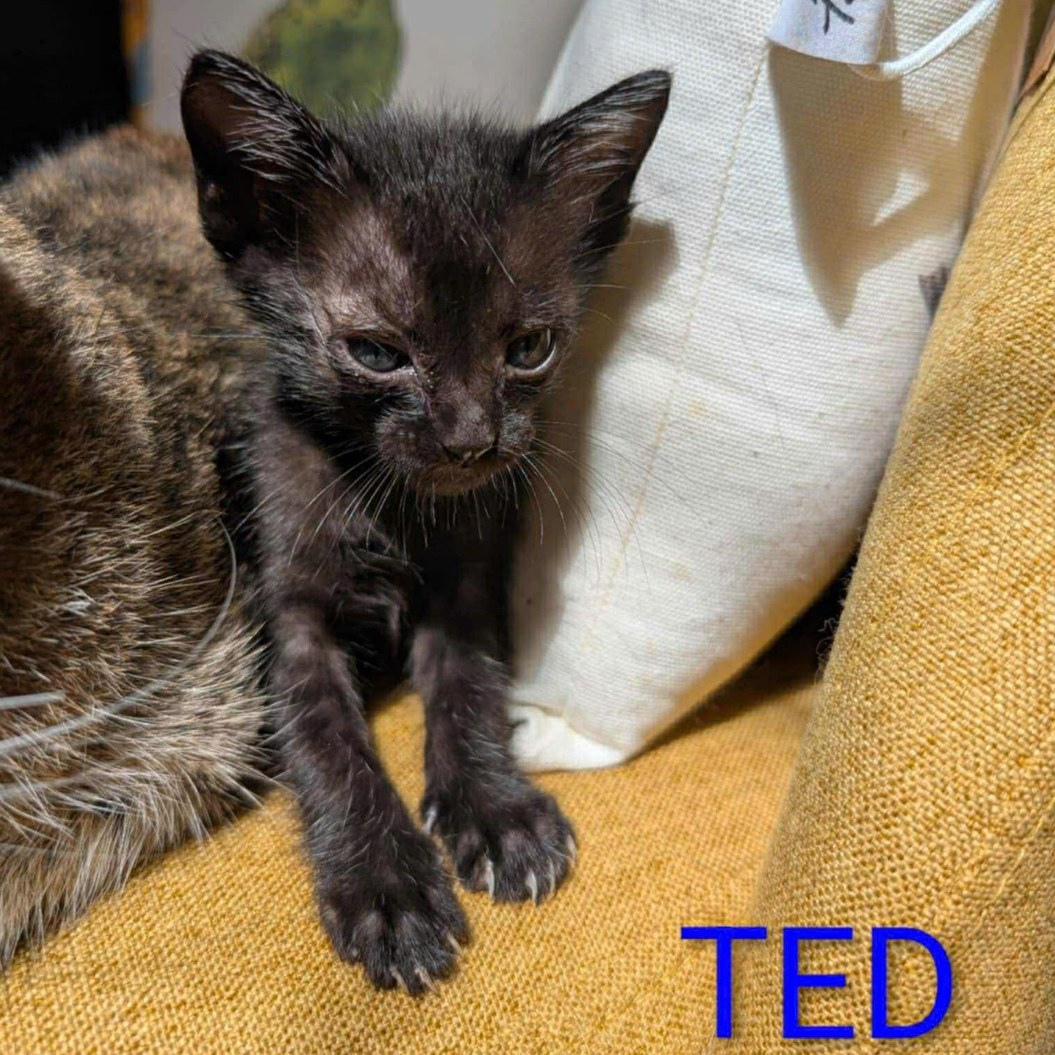 Ted