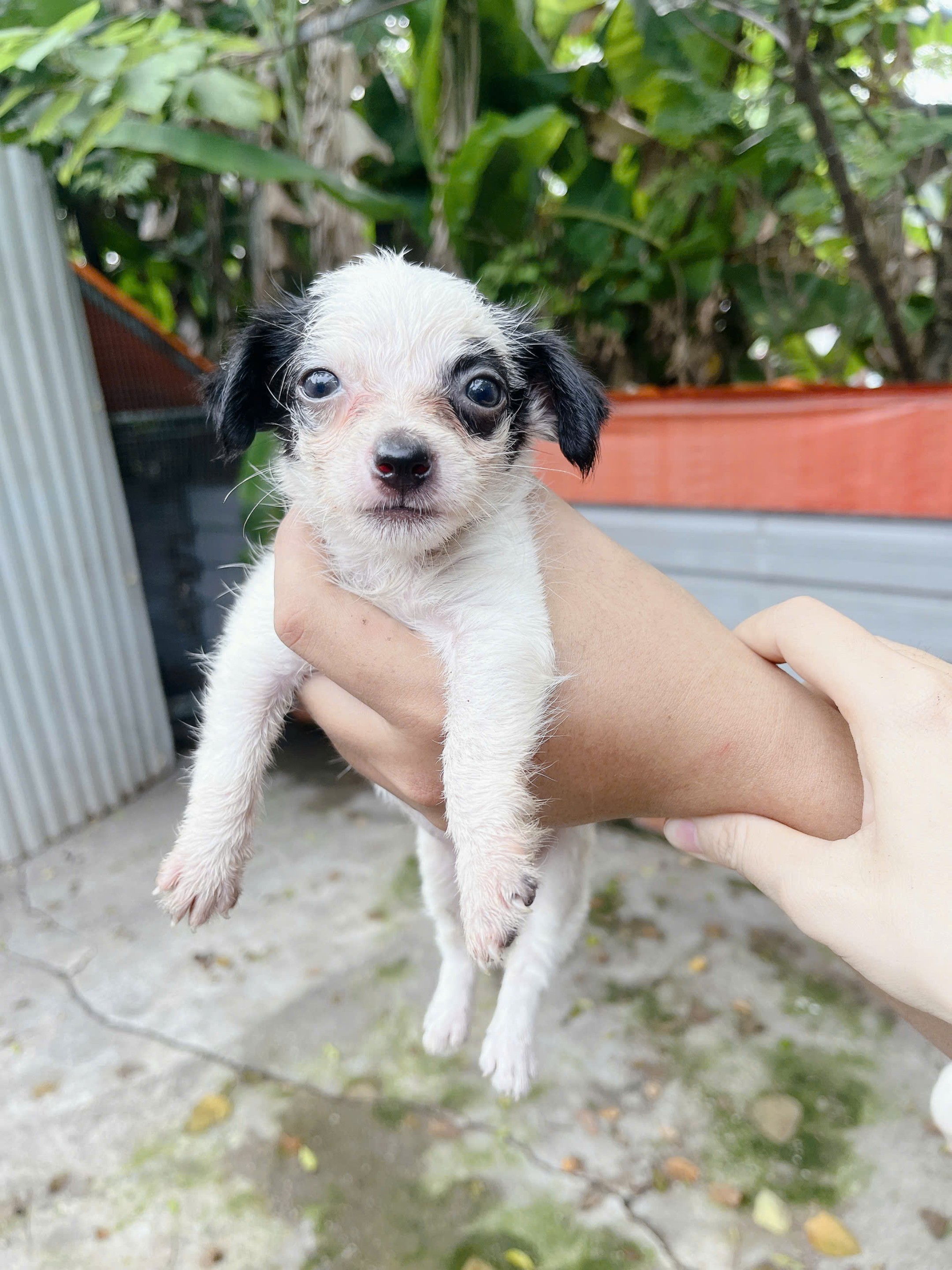 Milo