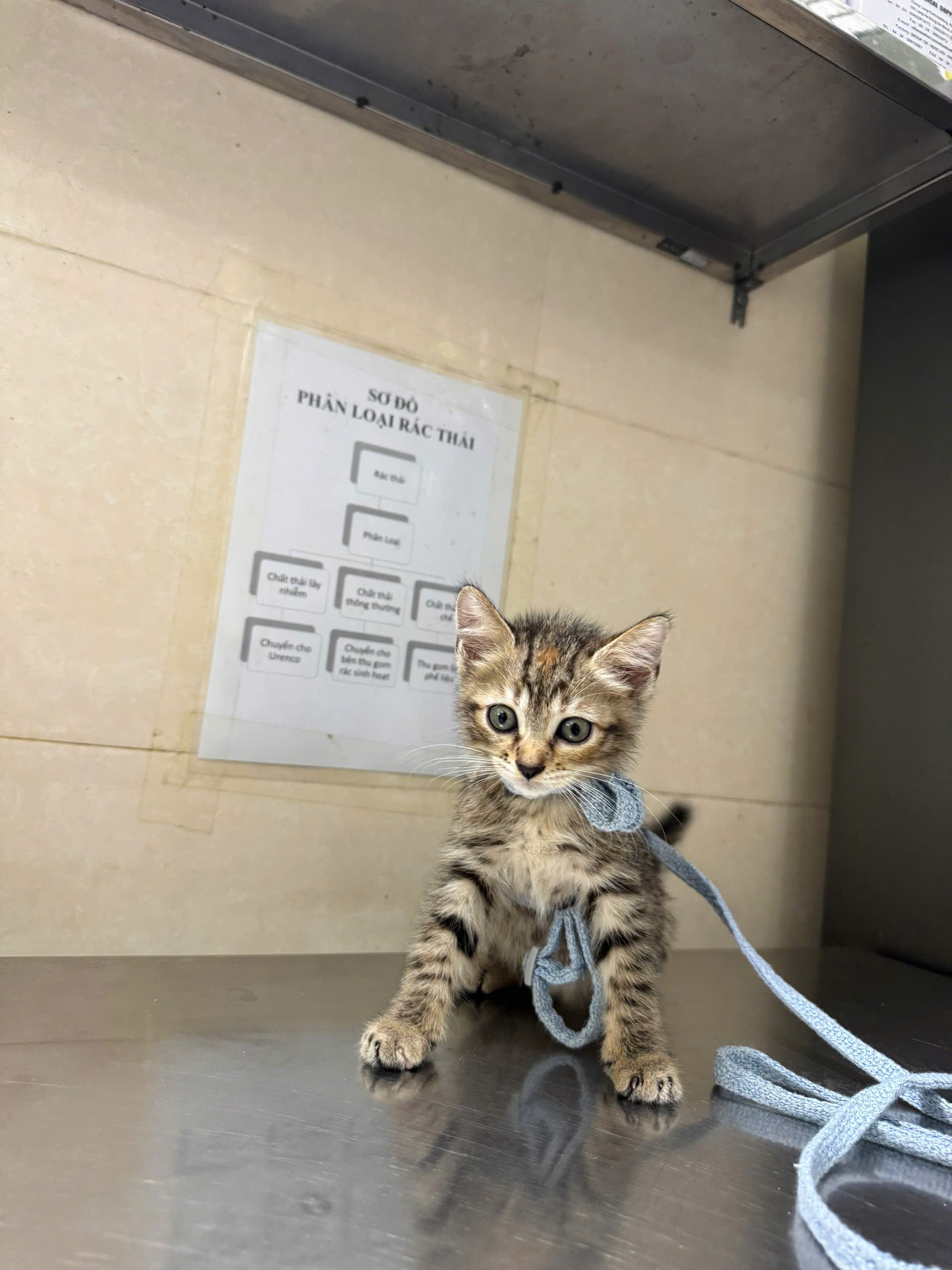 Tiny