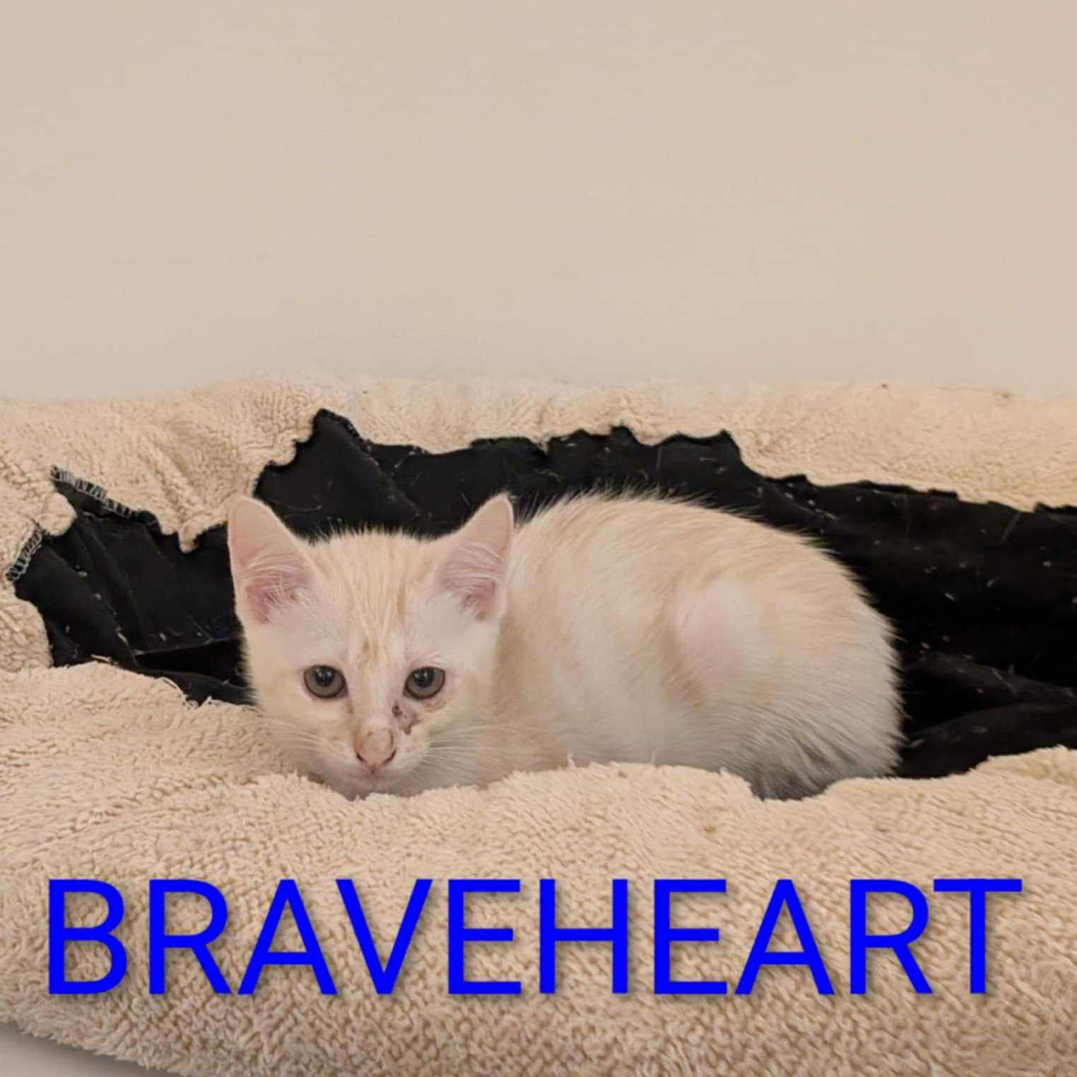 Brave heart