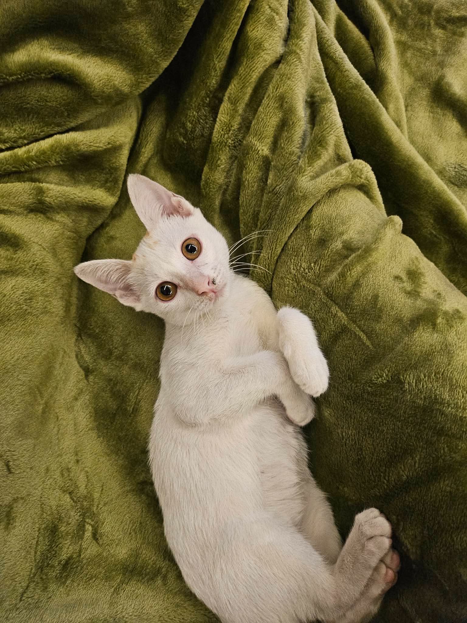 kiki