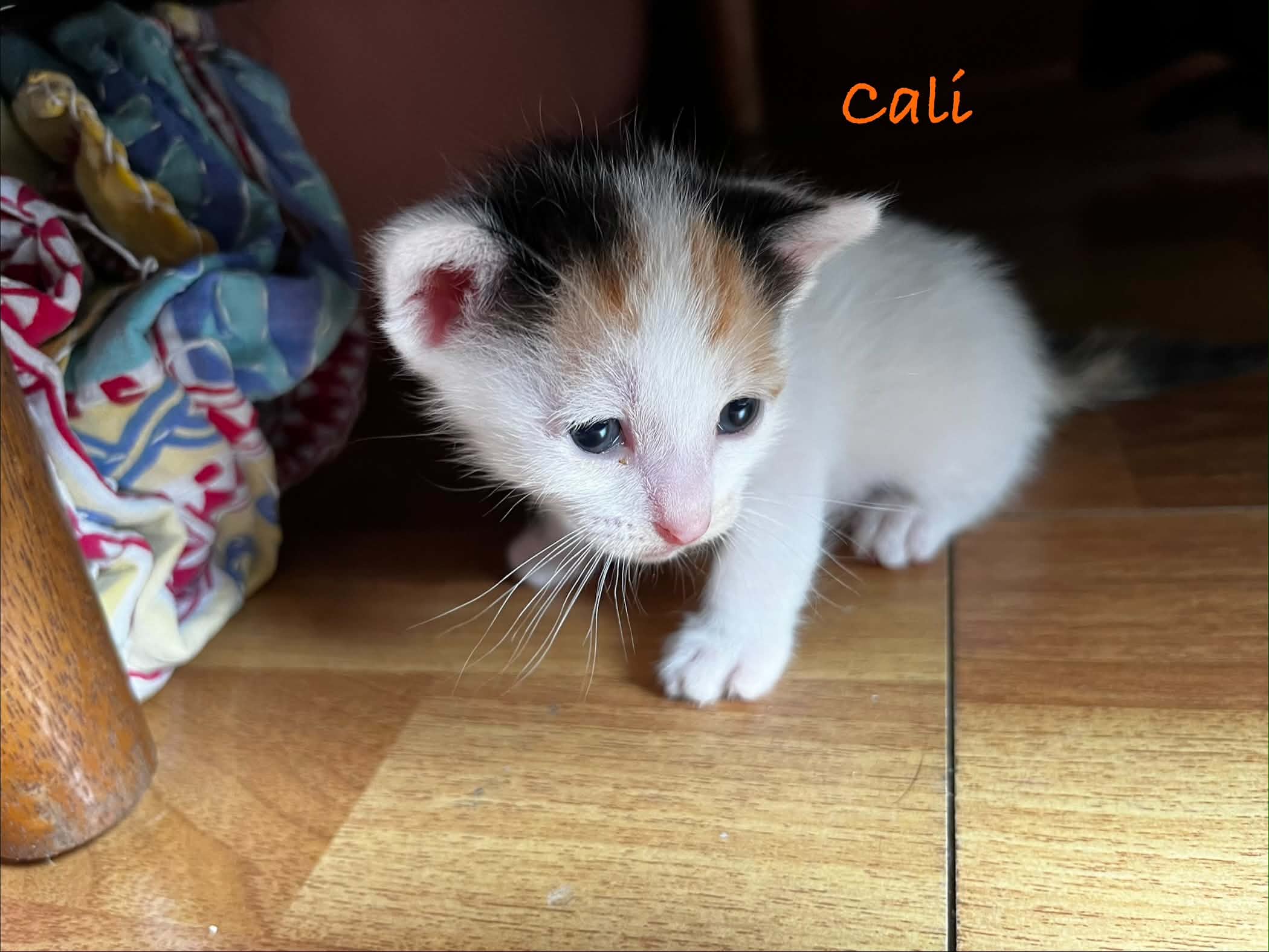 Cali