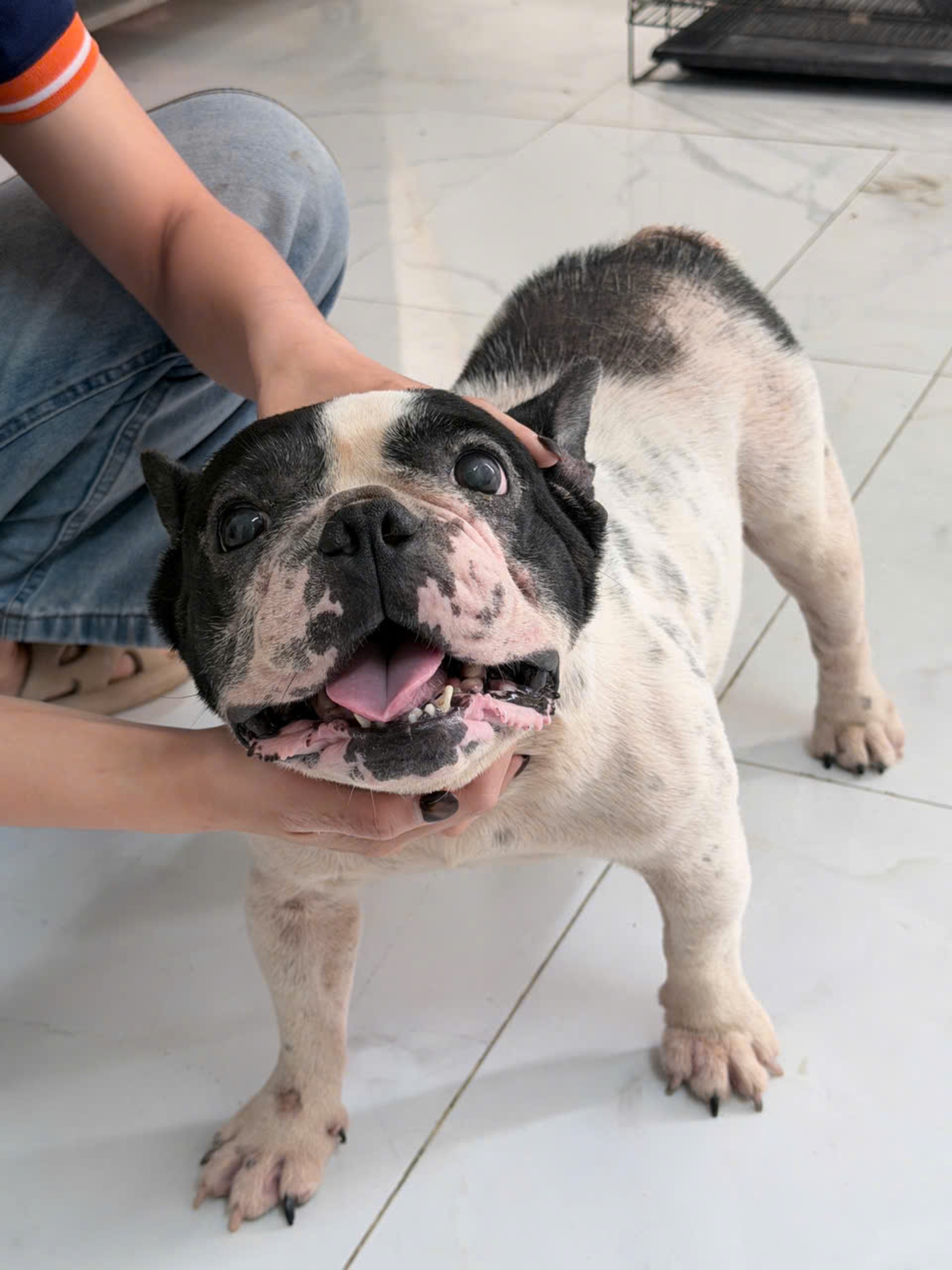 Bubu
