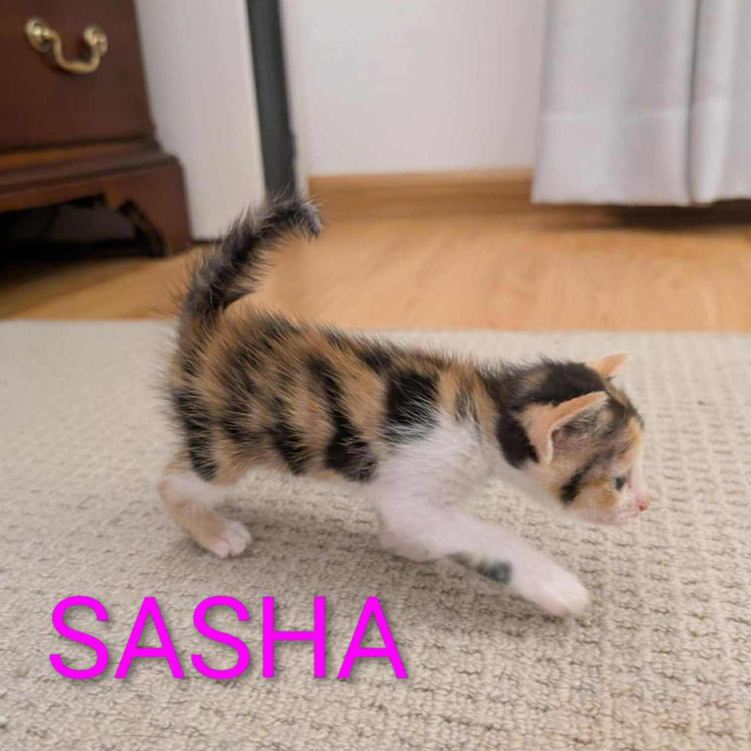 sasha