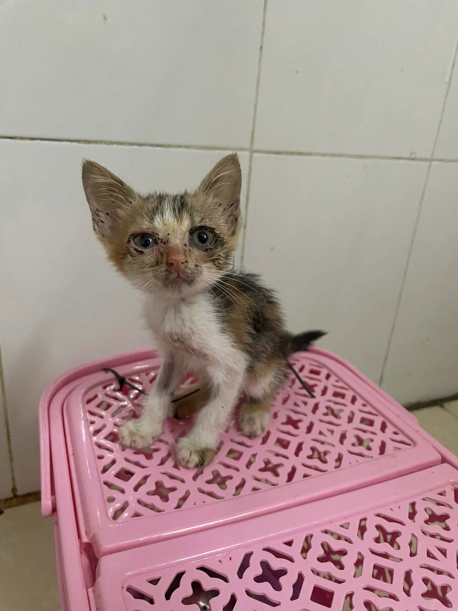 Cin