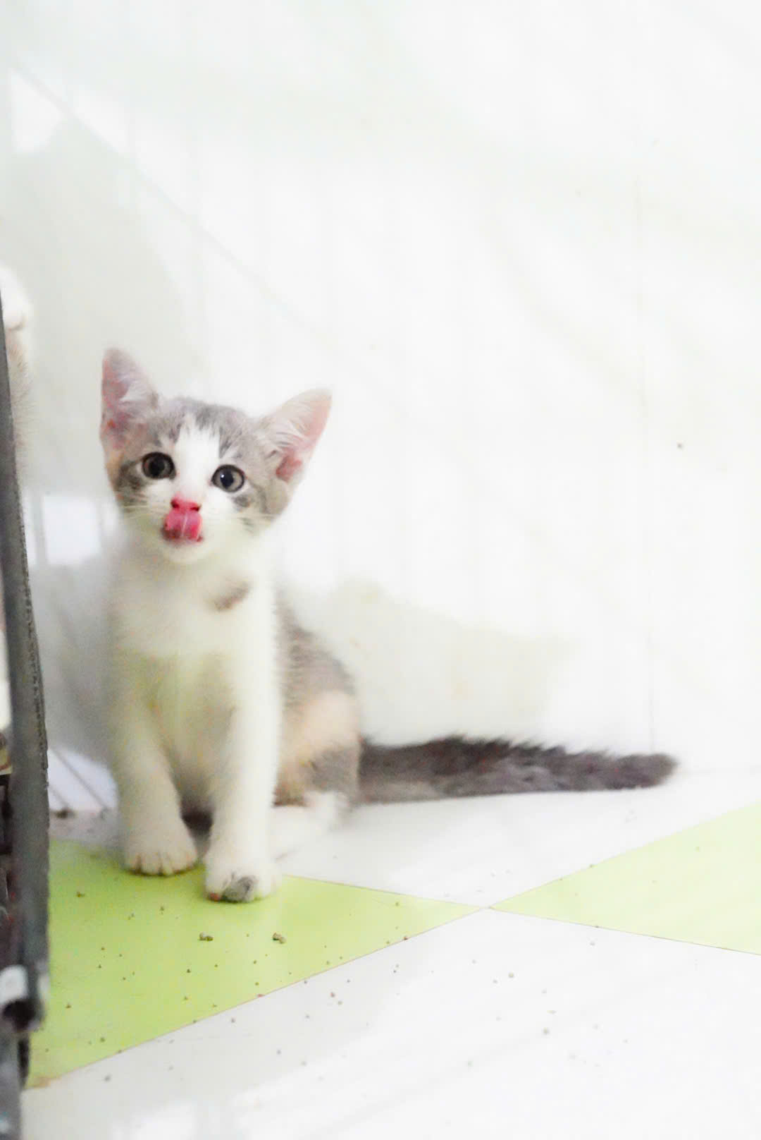 tomo