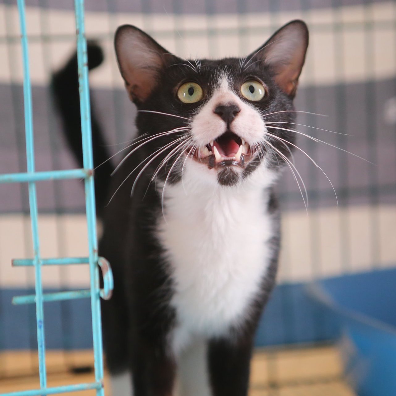 Tuxedo