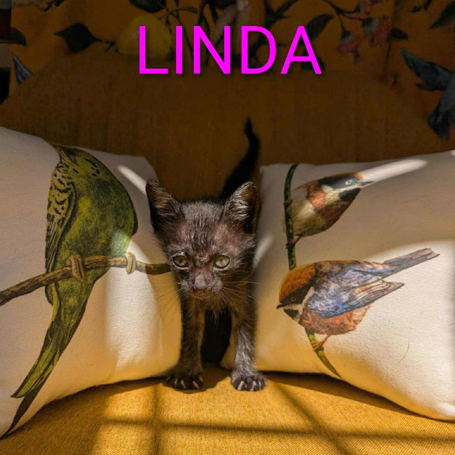 Linda
