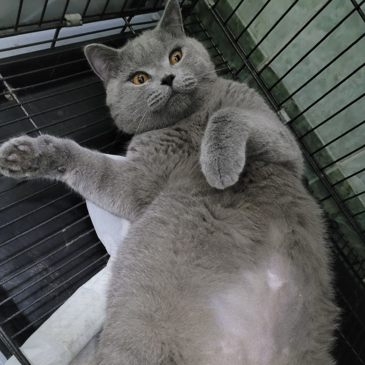 Milo