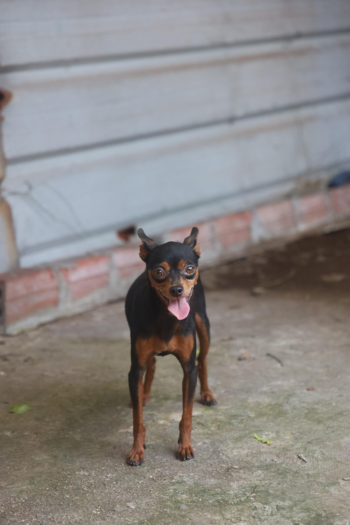 Bối Bối