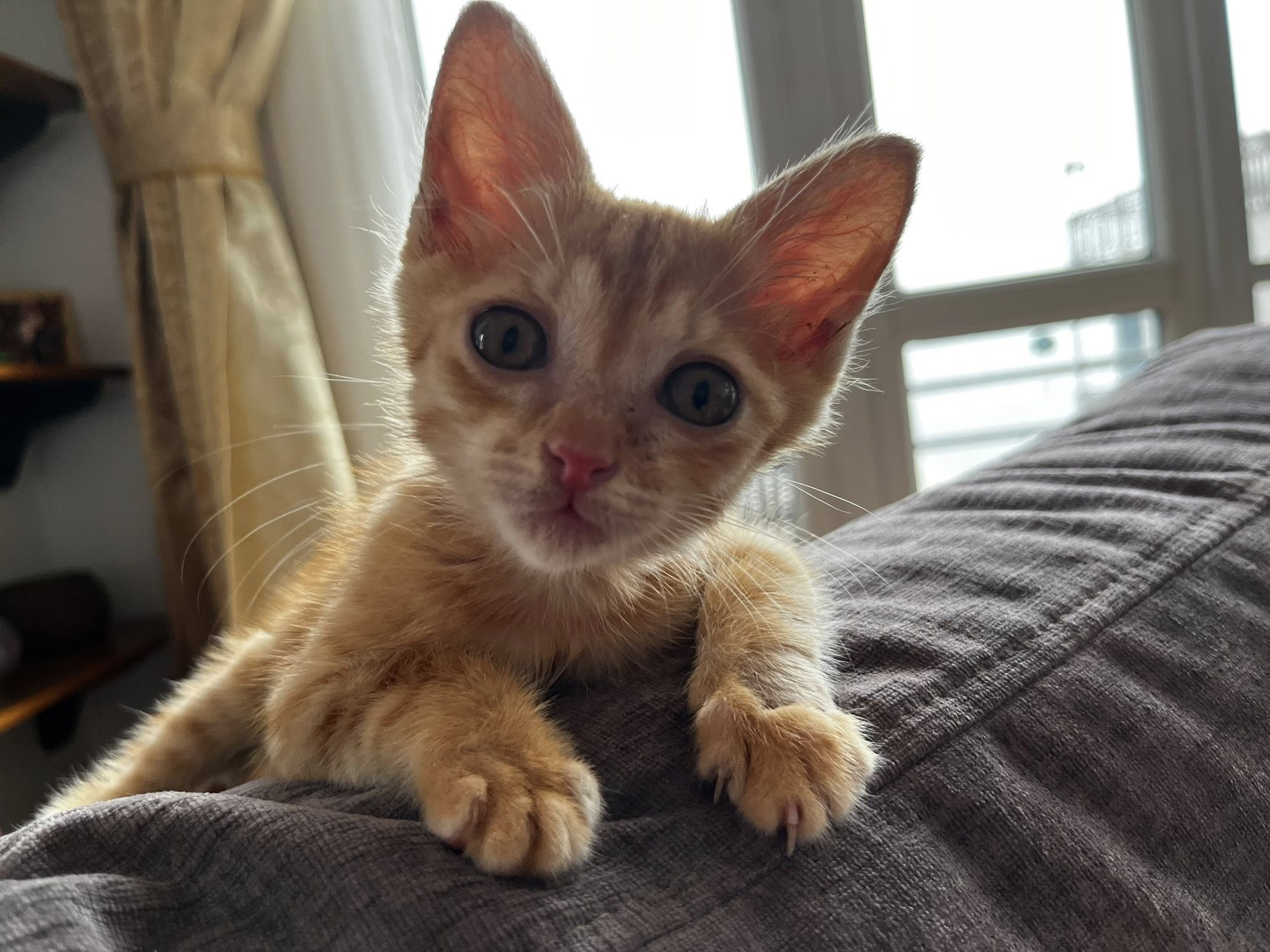 Ciputra