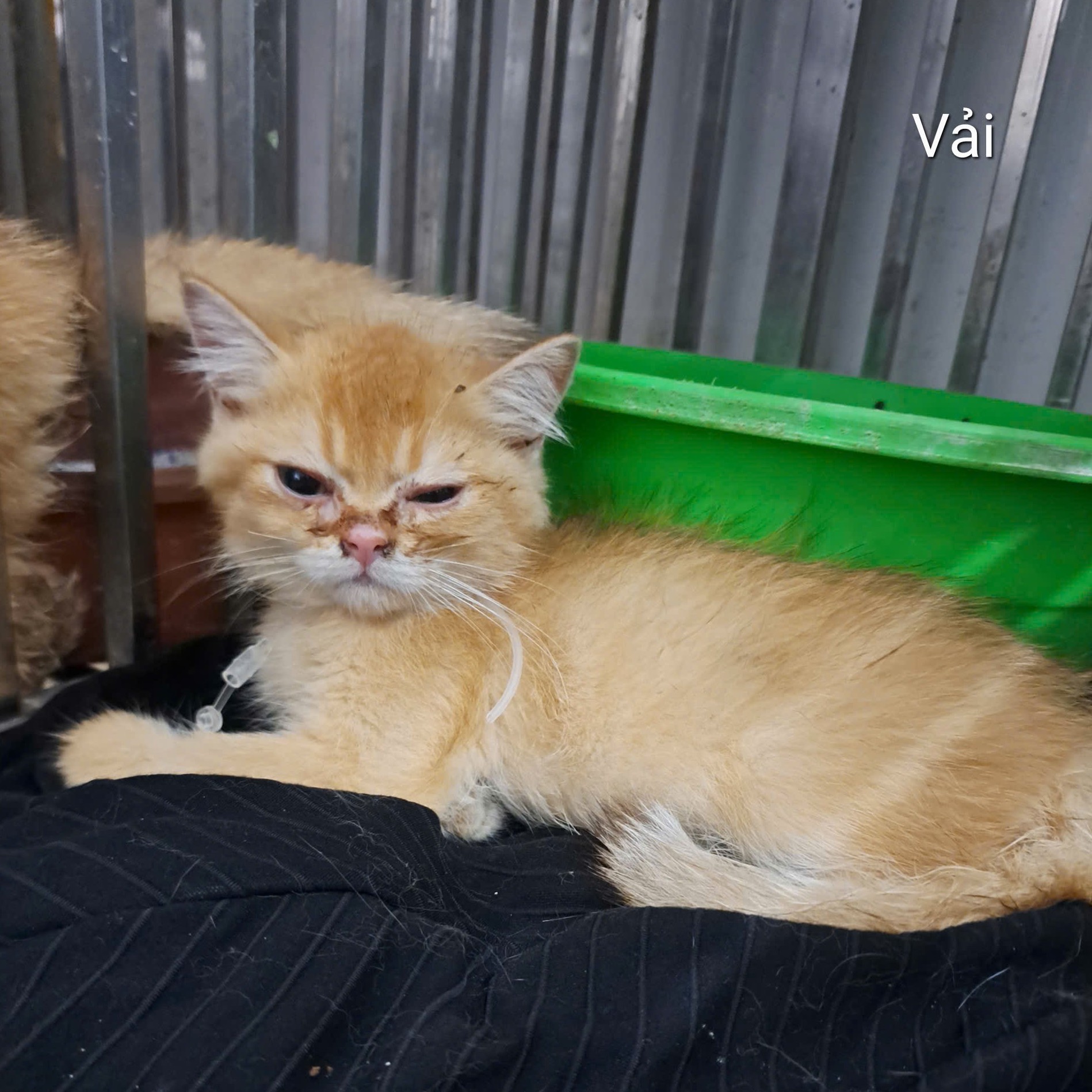 Vải
