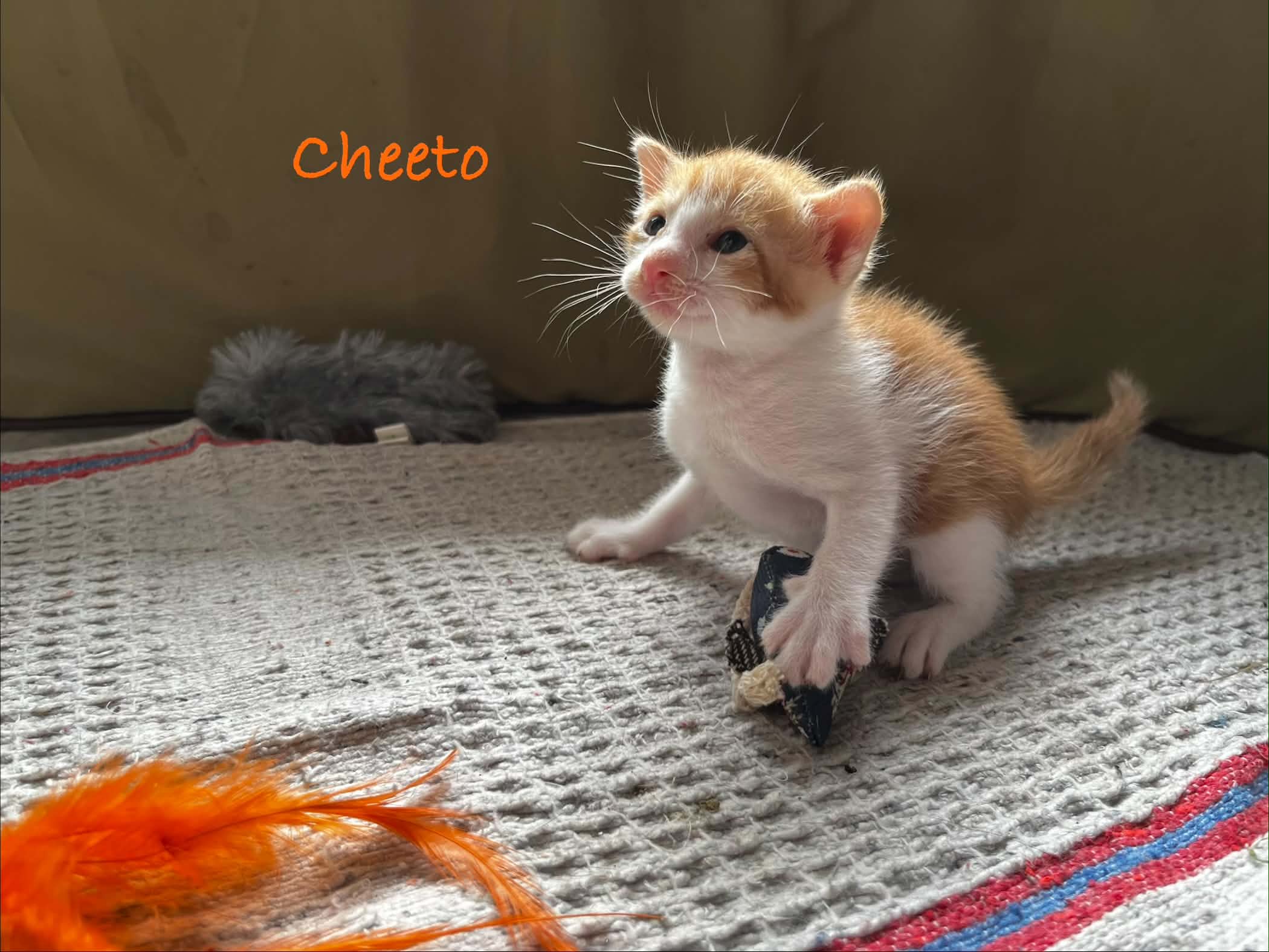 Cheeto