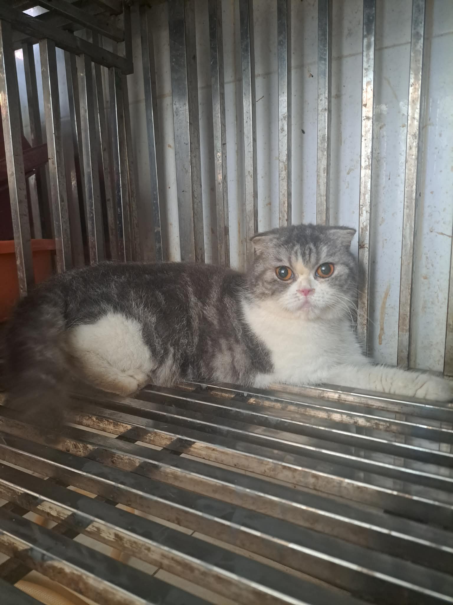 Miao