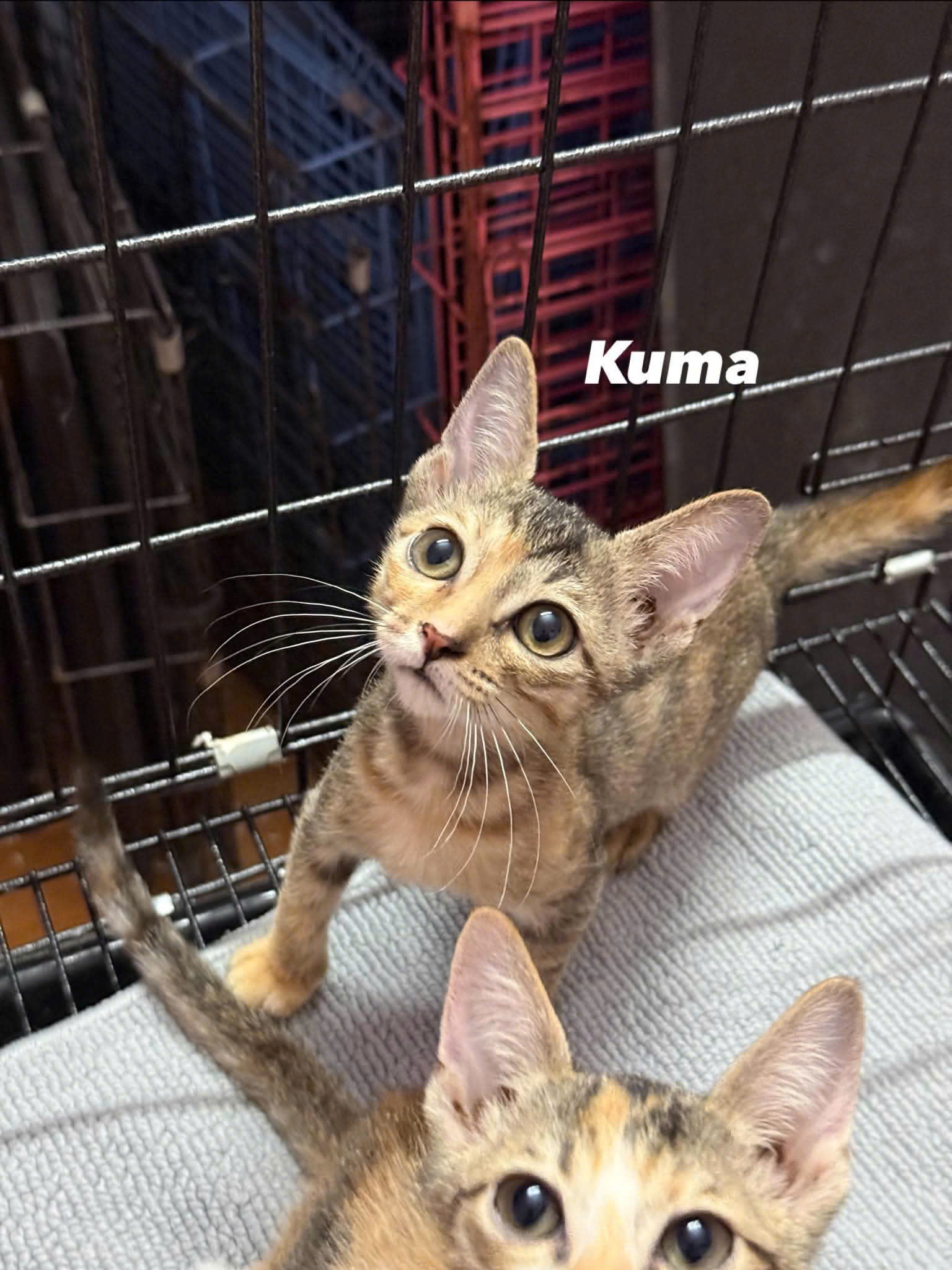 Kuma