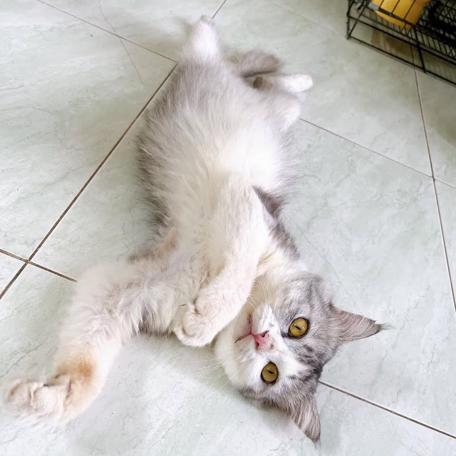 Pipi