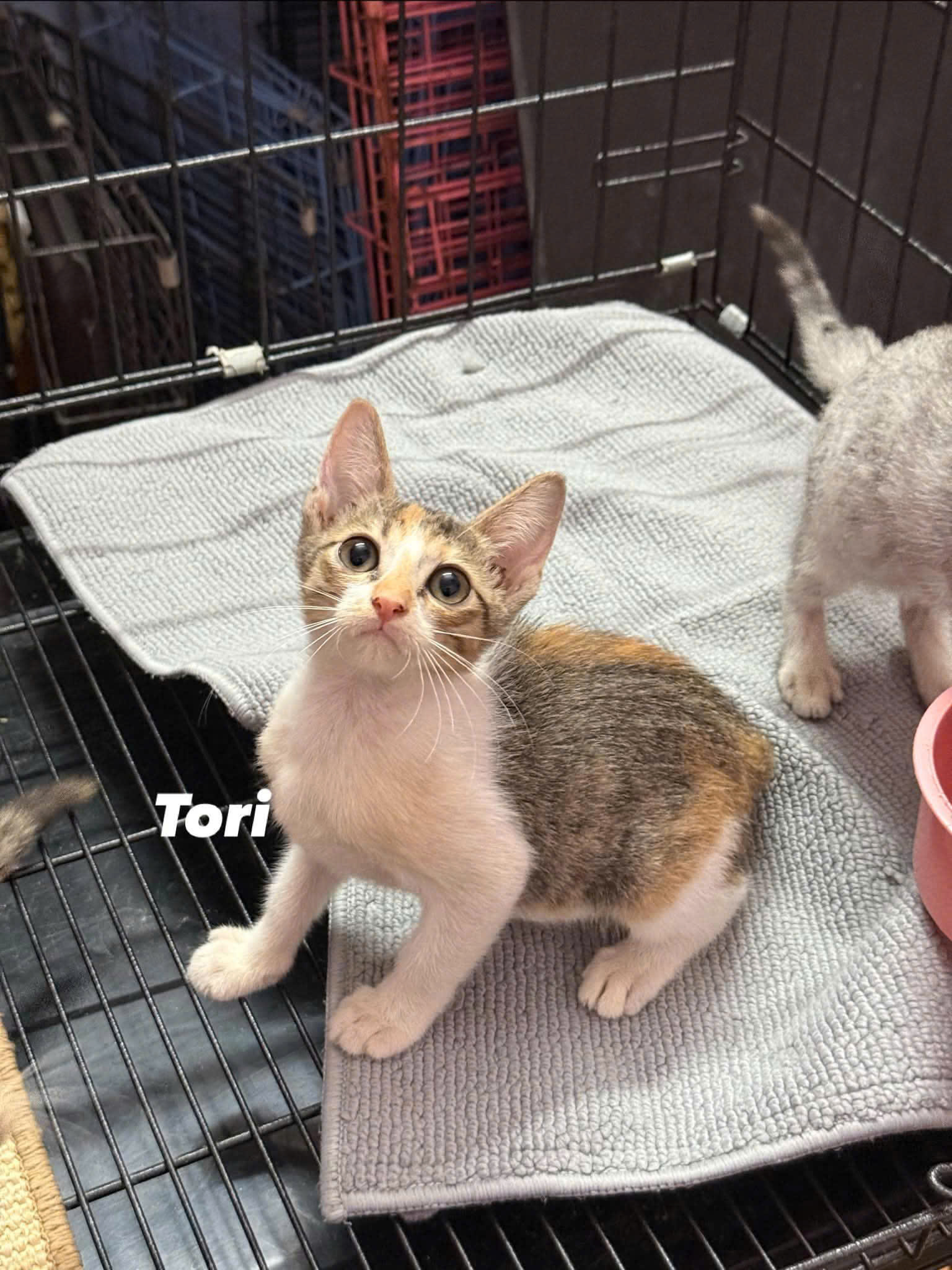 Tori