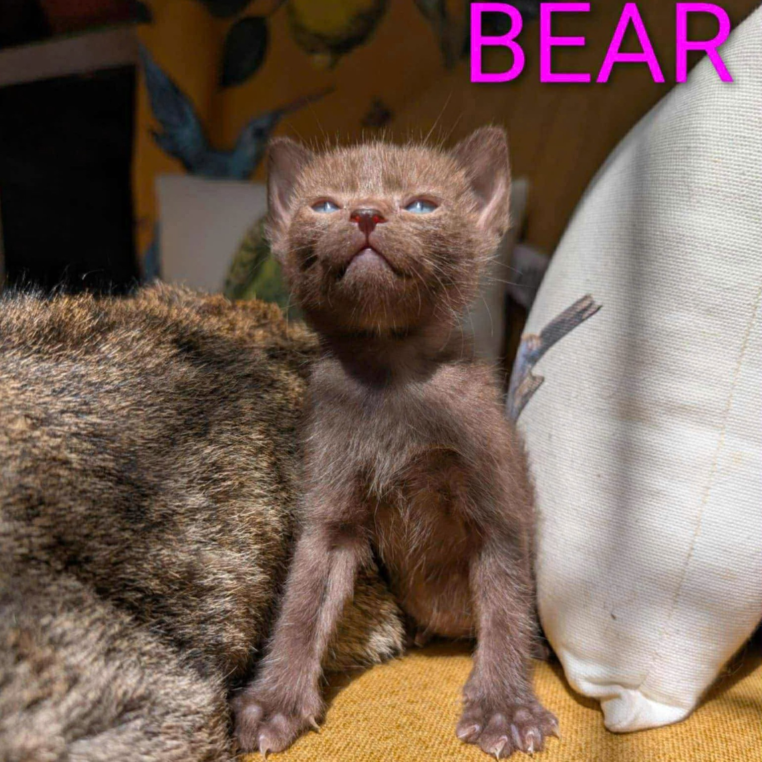 Bear