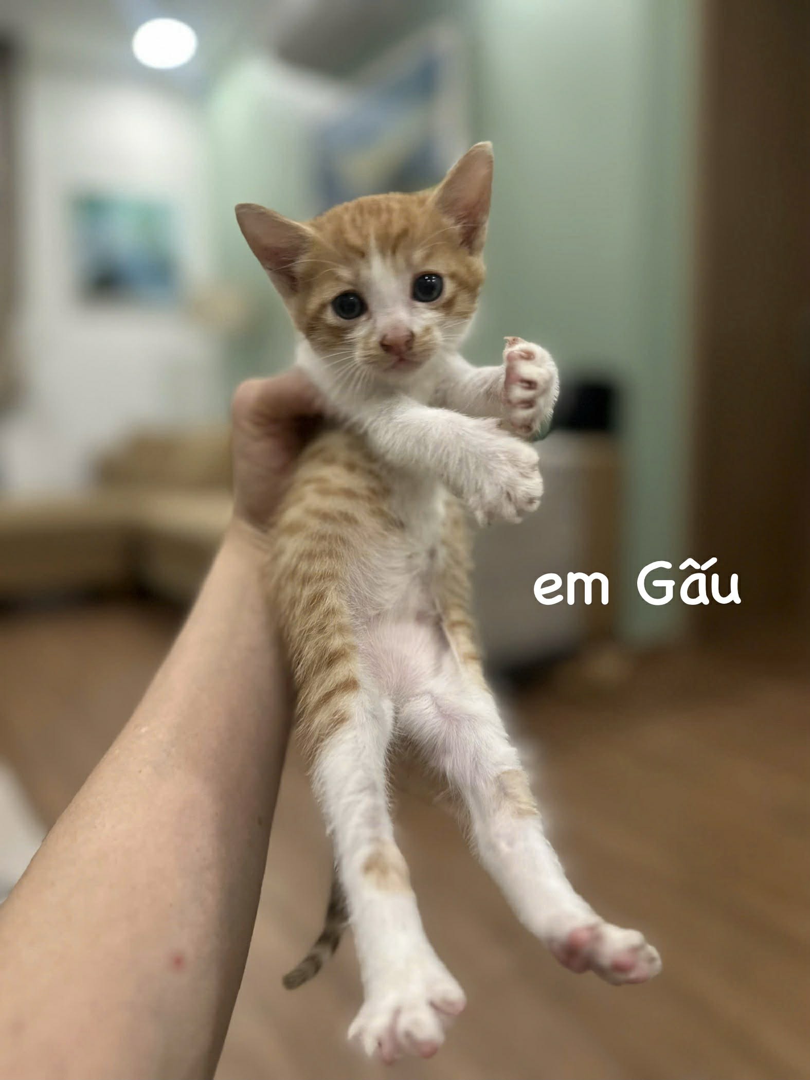 Gấu