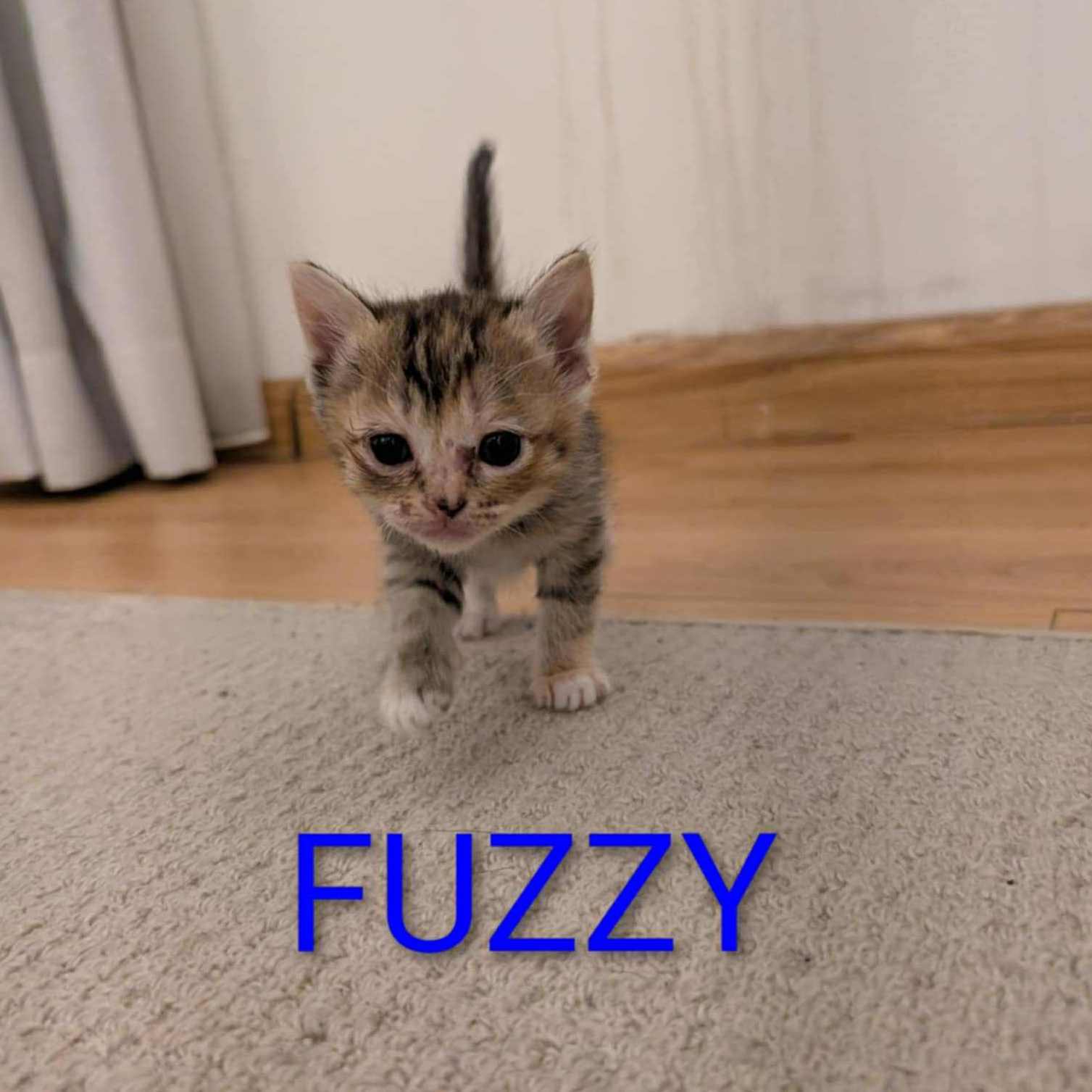 fuzzy
