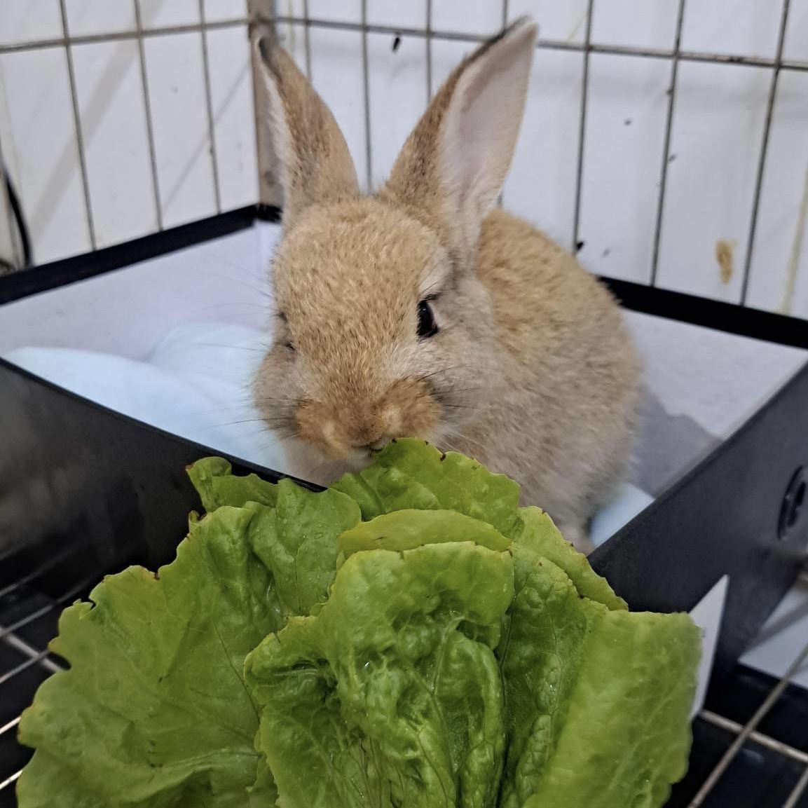 Bunny