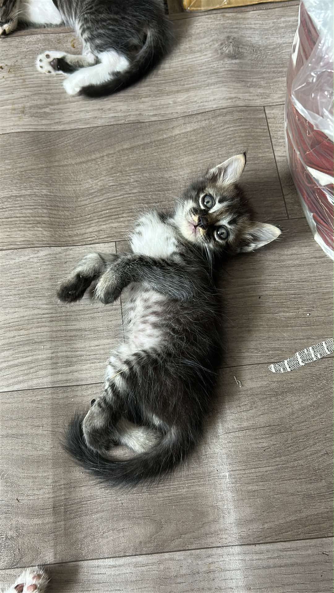 luna