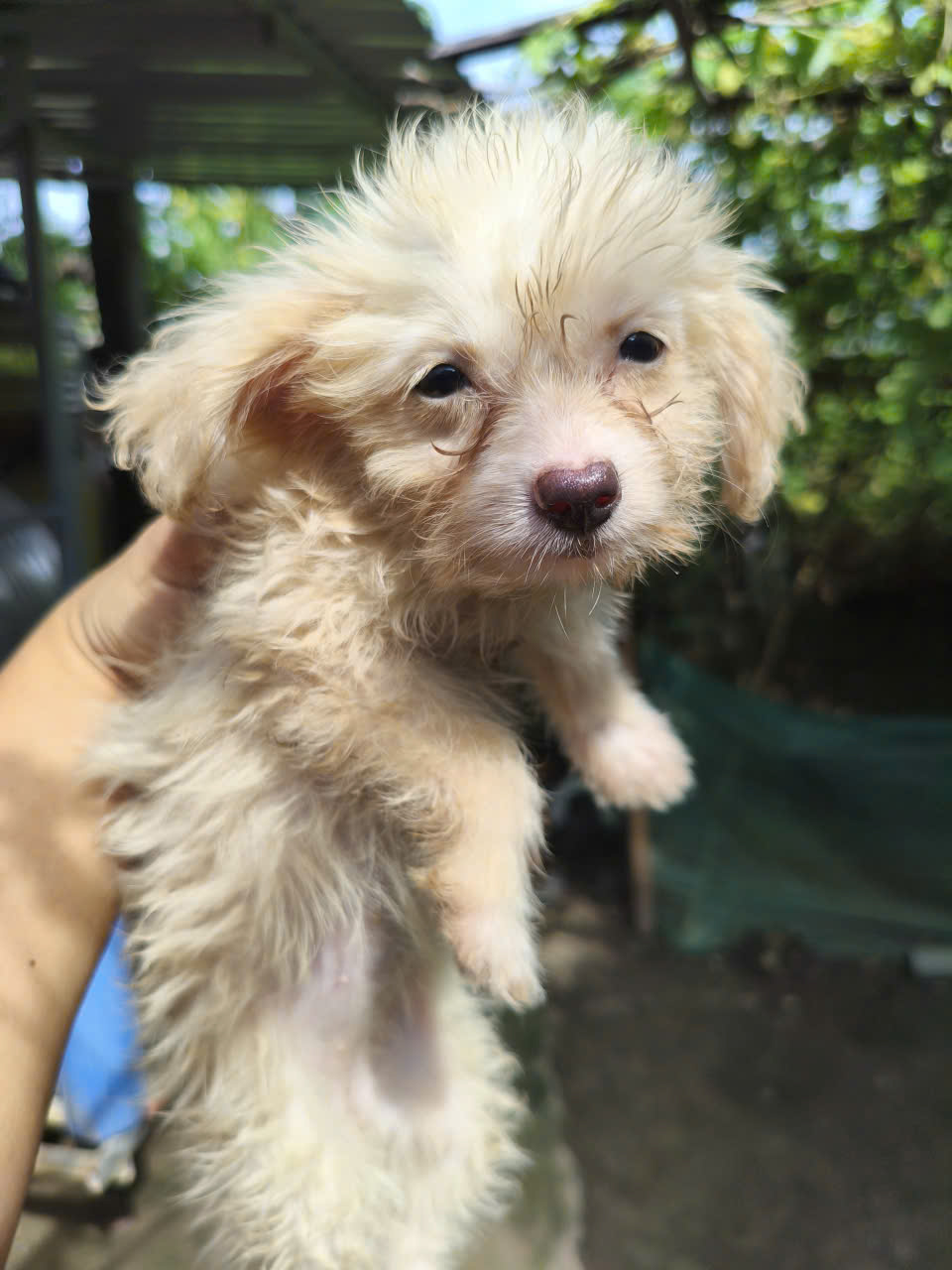 Mimi 