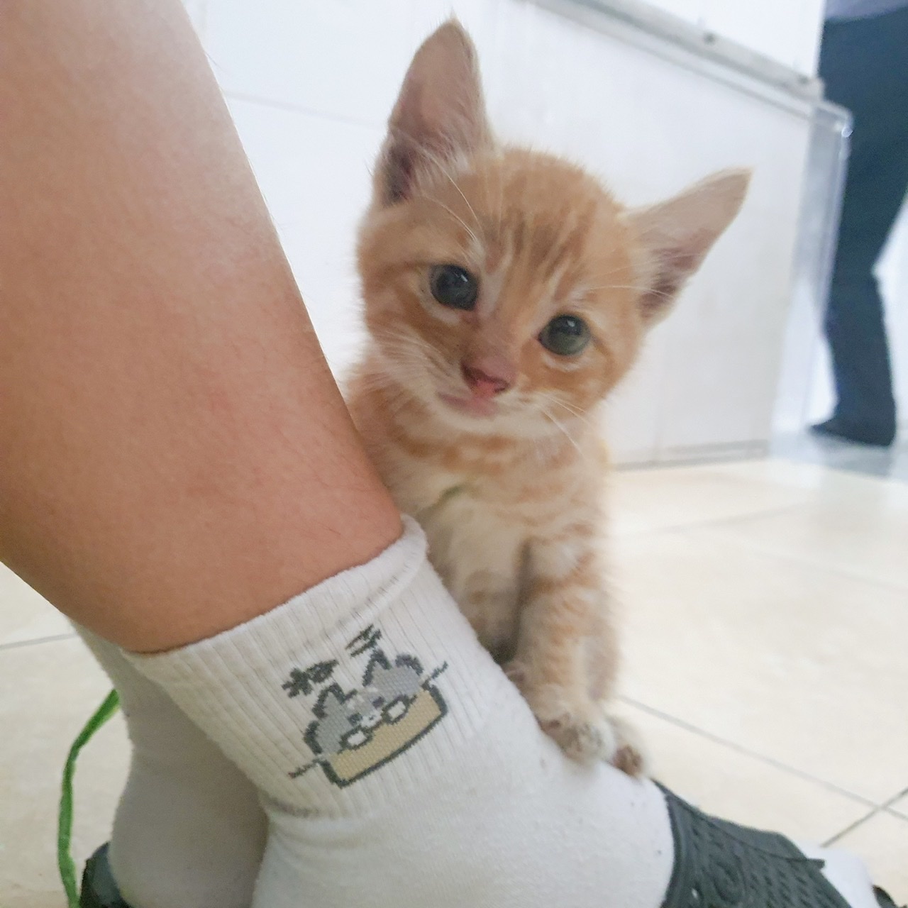 Neko