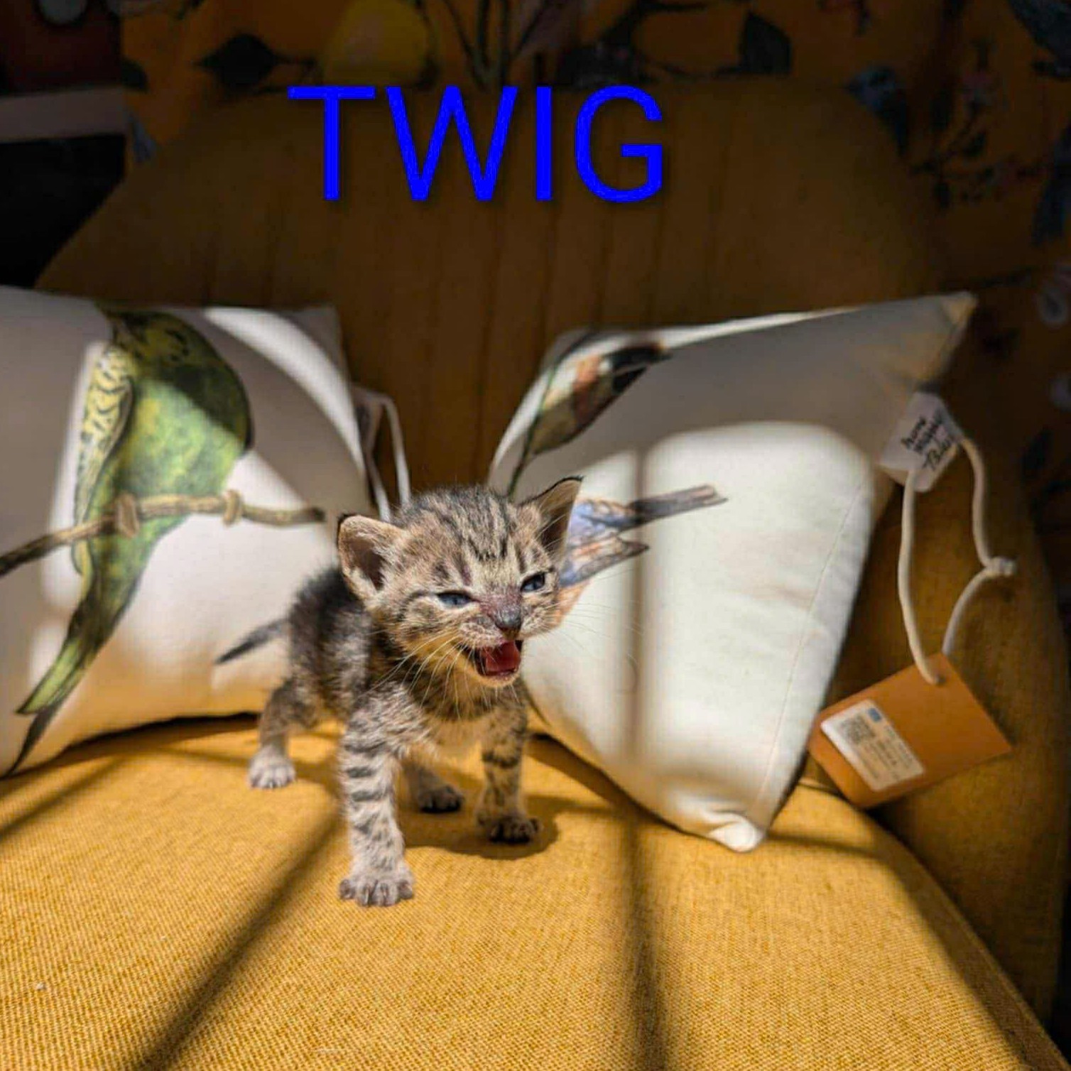 Twig