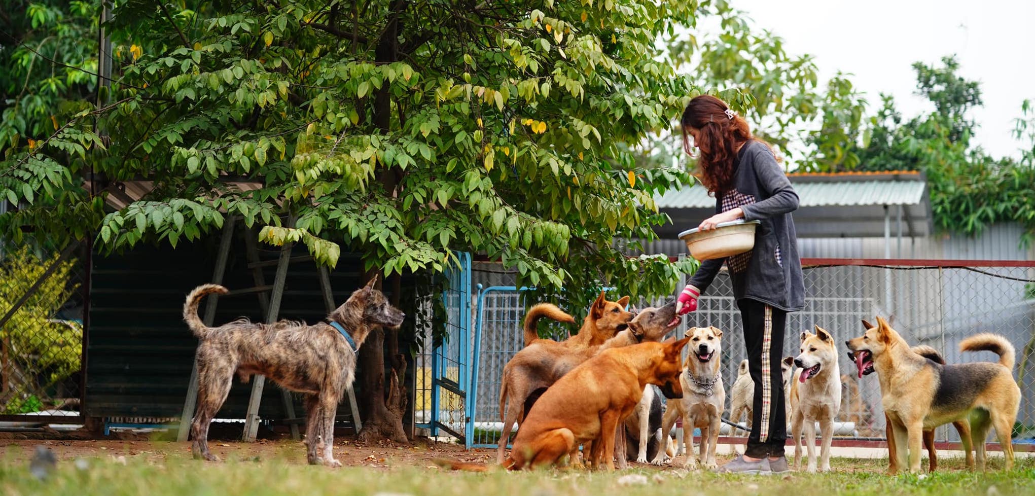 Những chú chó cần được nhận nuôi!