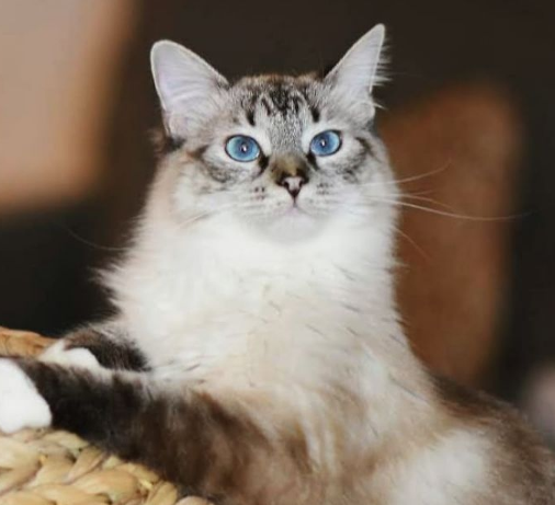 Chú Mèo Hoang May Mắn Tìm Được Mái Ấm Và Sự Thay Đổi Đáng Kinh Ngạc