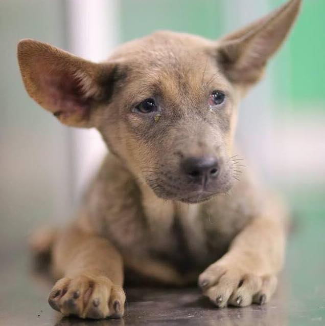 This puppy was abused by her former owner